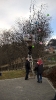 50er Baum Hier