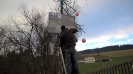 50er Baum Hier